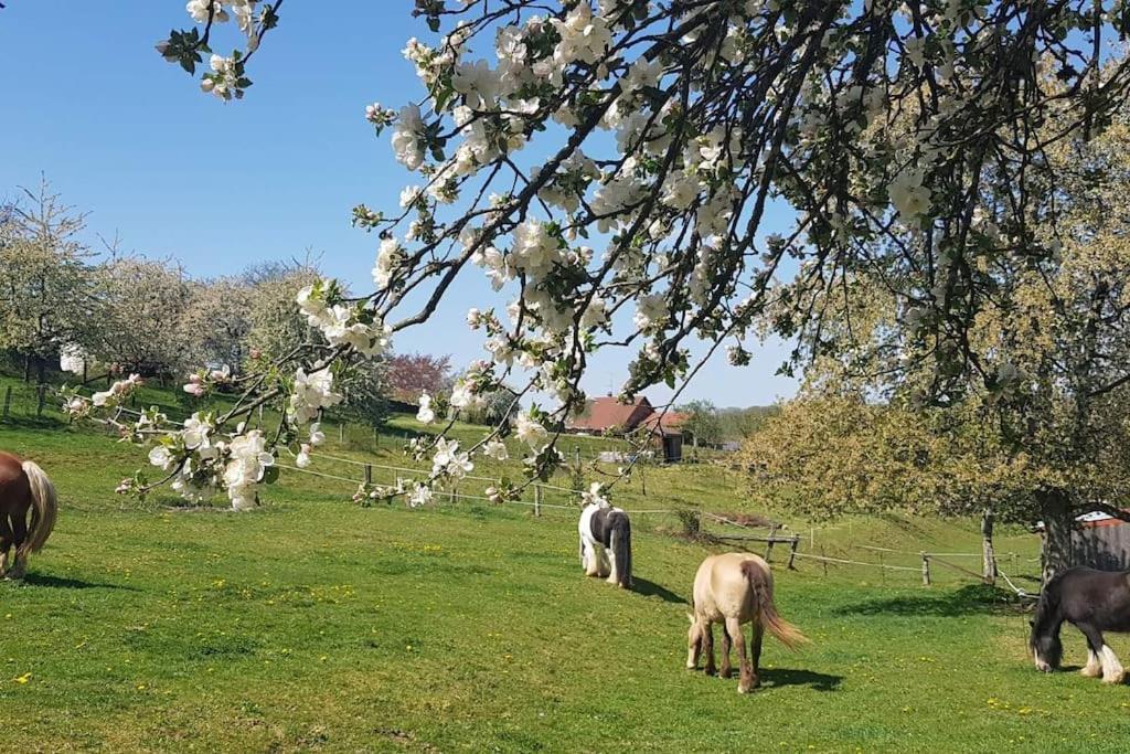 Les Vergers D'Epona "Fremifontaine Vosges" Exterior foto