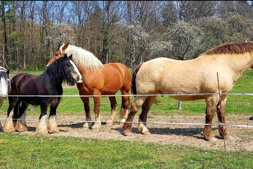 Les Vergers D'Epona "Fremifontaine Vosges" Exterior foto